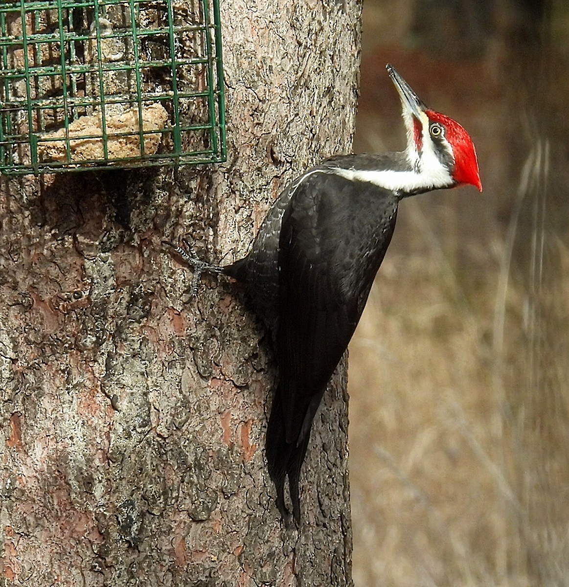 Pileated Woodpecker - ML614720634
