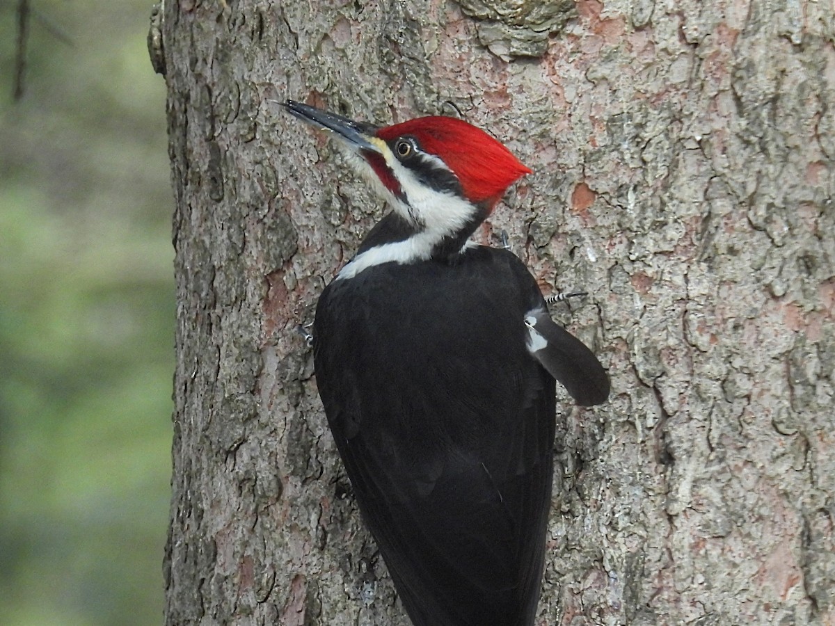 Pileated Woodpecker - ML614720636