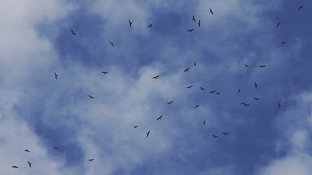 Mississippi Kite - ML614720645