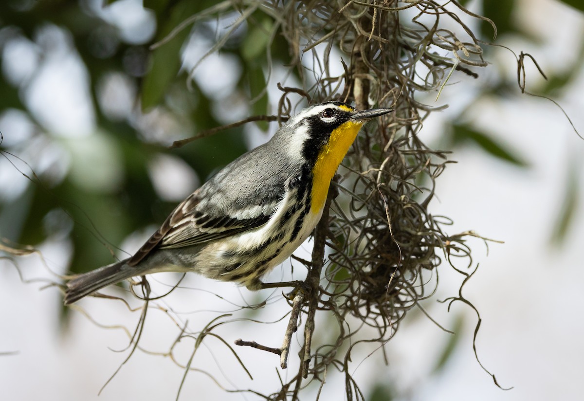 Yellow-throated Warbler - ML614720653