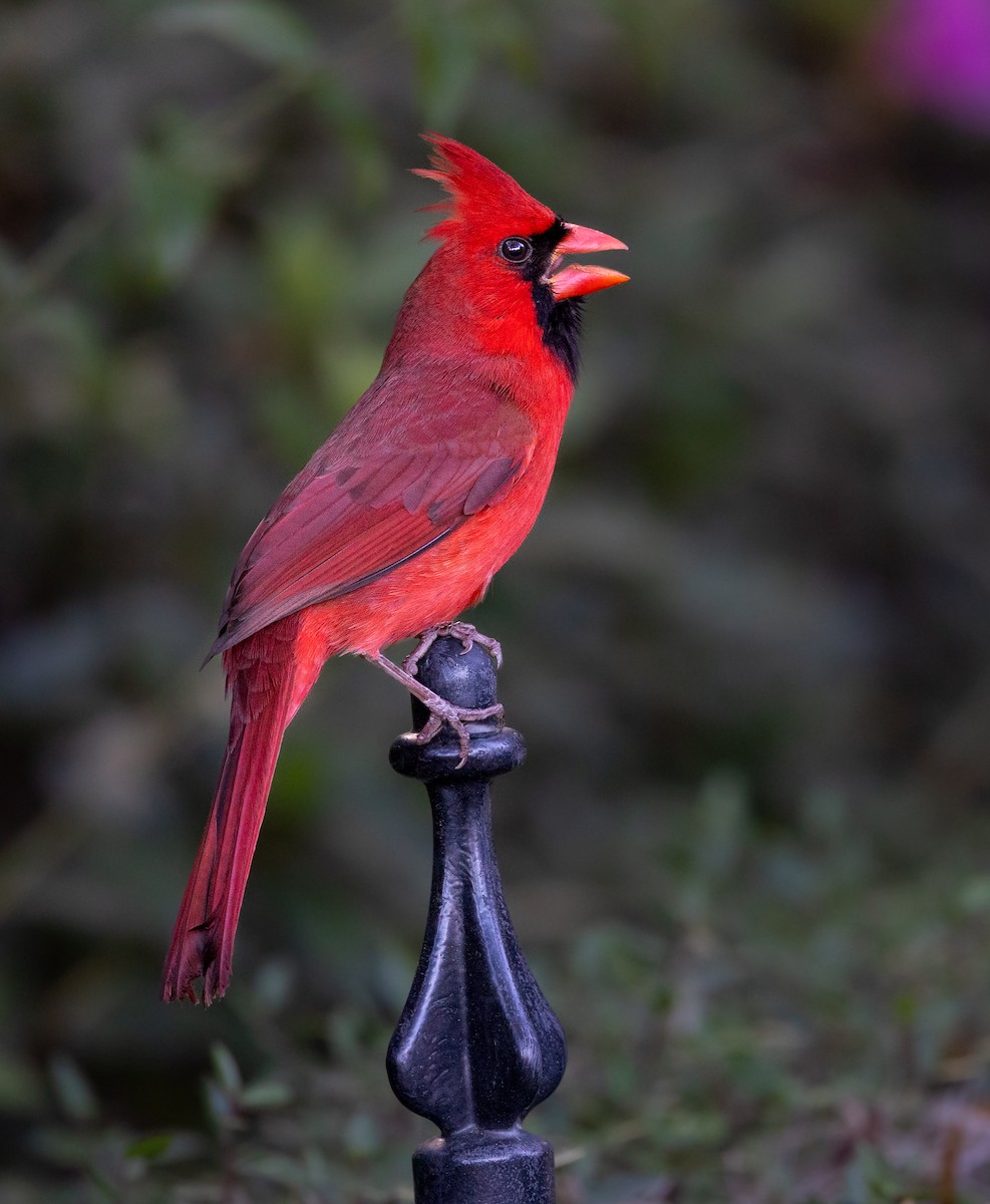 Northern Cardinal - ML614720675