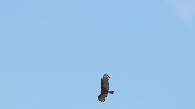 Lesser Yellow-headed Vulture - ML614720685