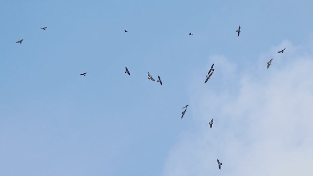 Mississippi Kite - ML614720705