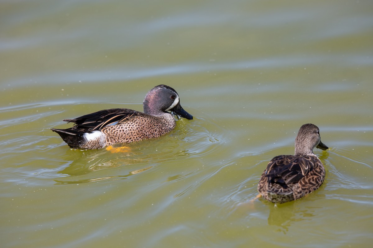 Blue-winged Teal - ML614720713