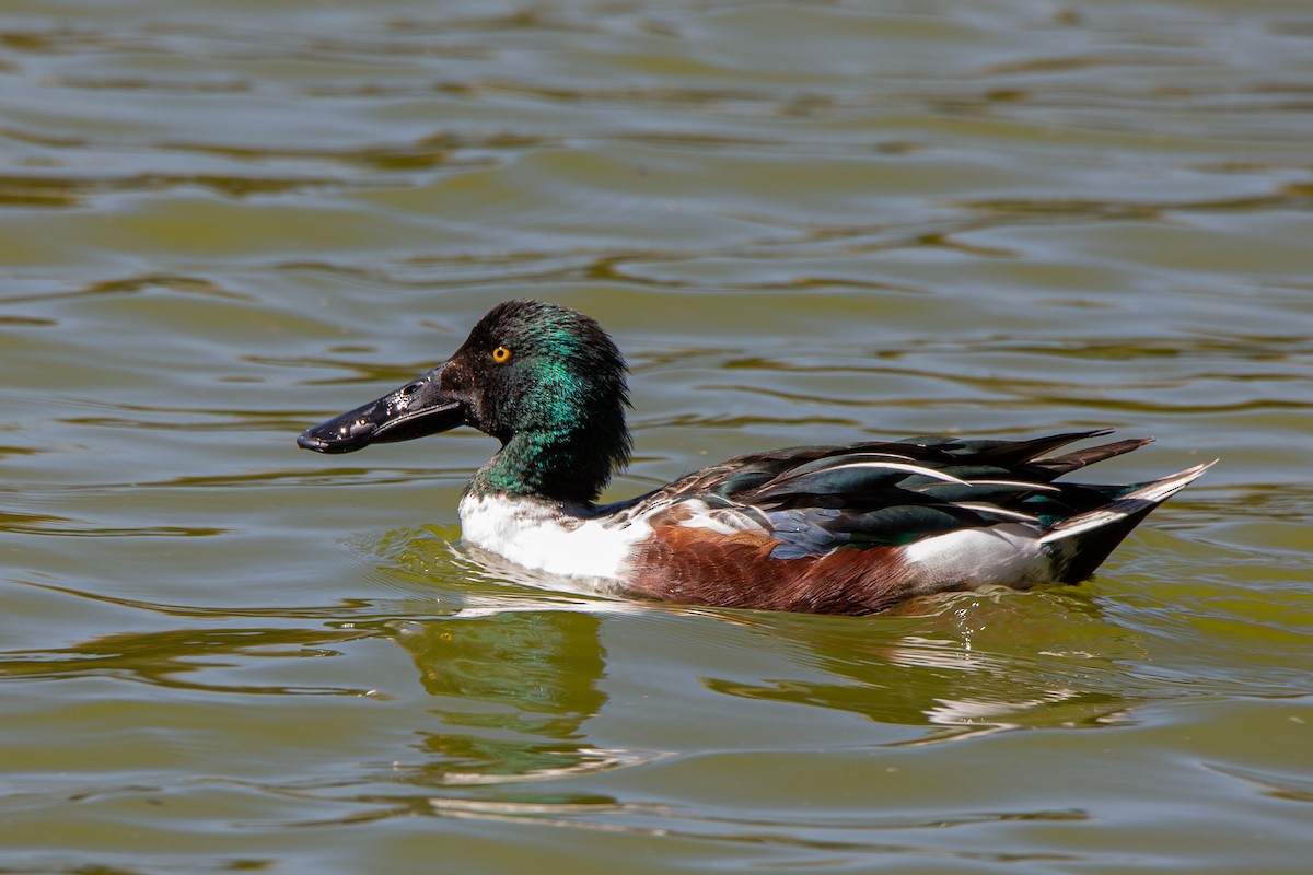 Northern Shoveler - Bruno Rosas Fragoso