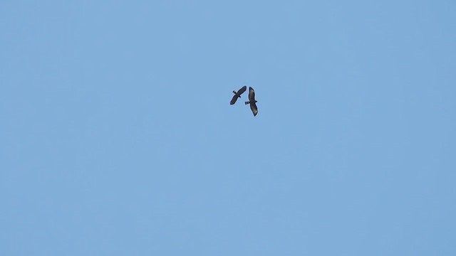 Hook-billed Kite - ML614720766