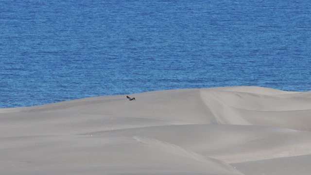 White-tailed Hawk - ML614720775