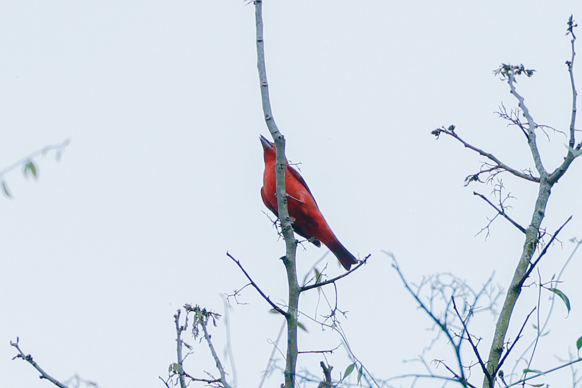 Summer Tanager - ML614720903