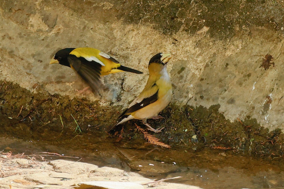 Hooded Grosbeak - ML614720948