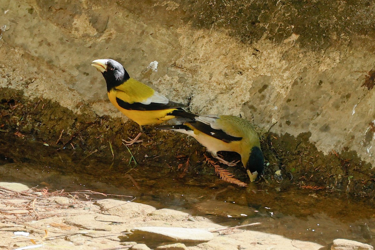 Hooded Grosbeak - ML614720950