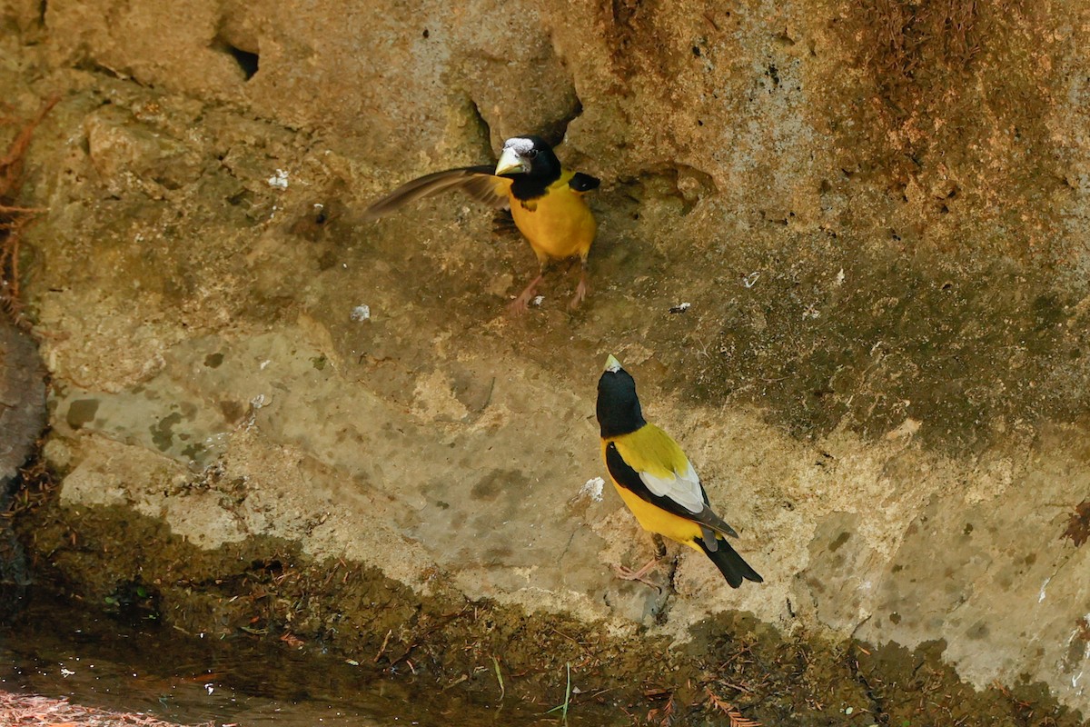 Hooded Grosbeak - ML614720951