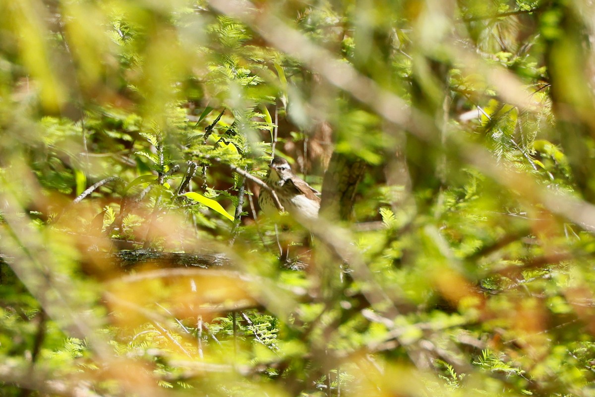 Louisiana Waterthrush - ML614721009