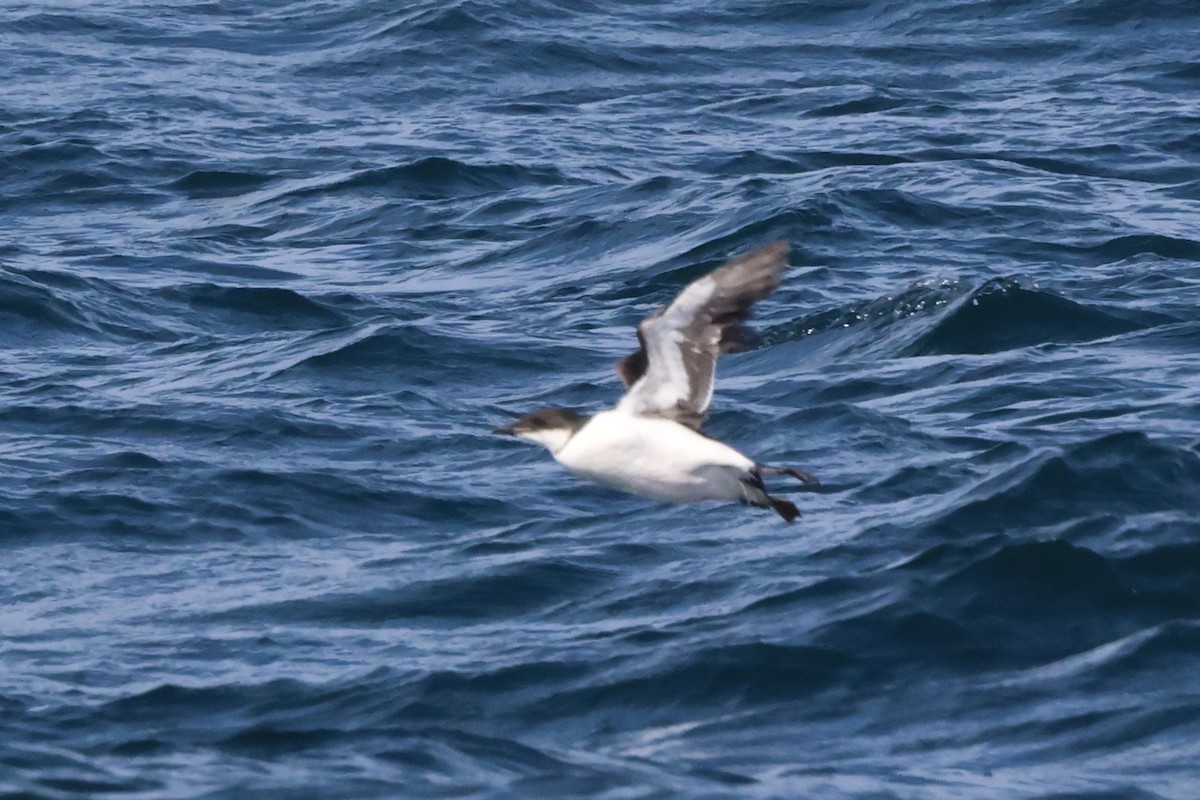 Thick-billed Murre - ML614721029