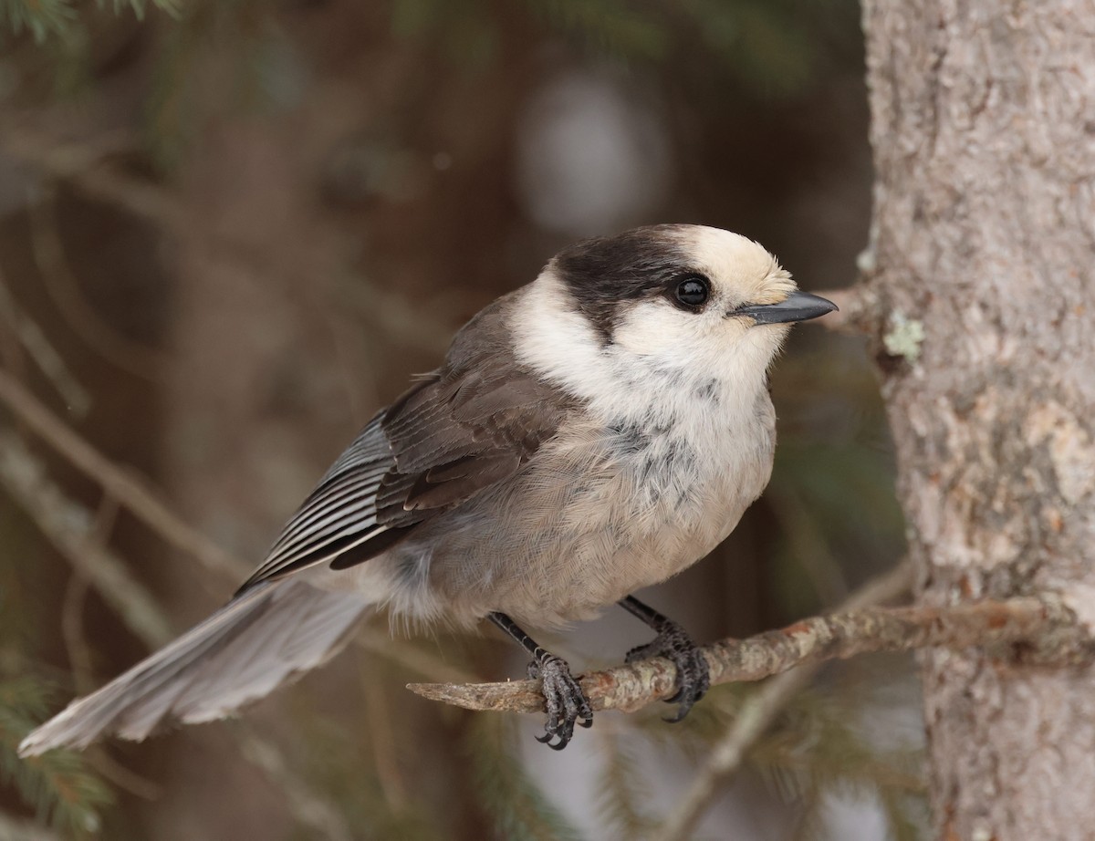 Canada Jay - ML614721037