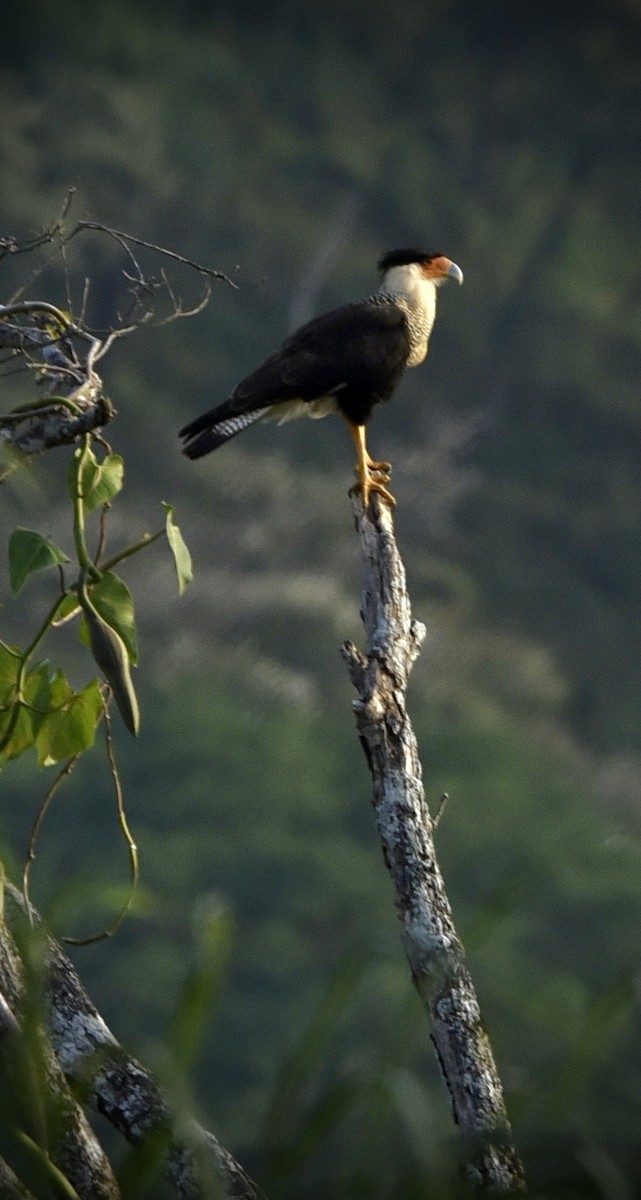 Tepeli Karakara - ML614721077