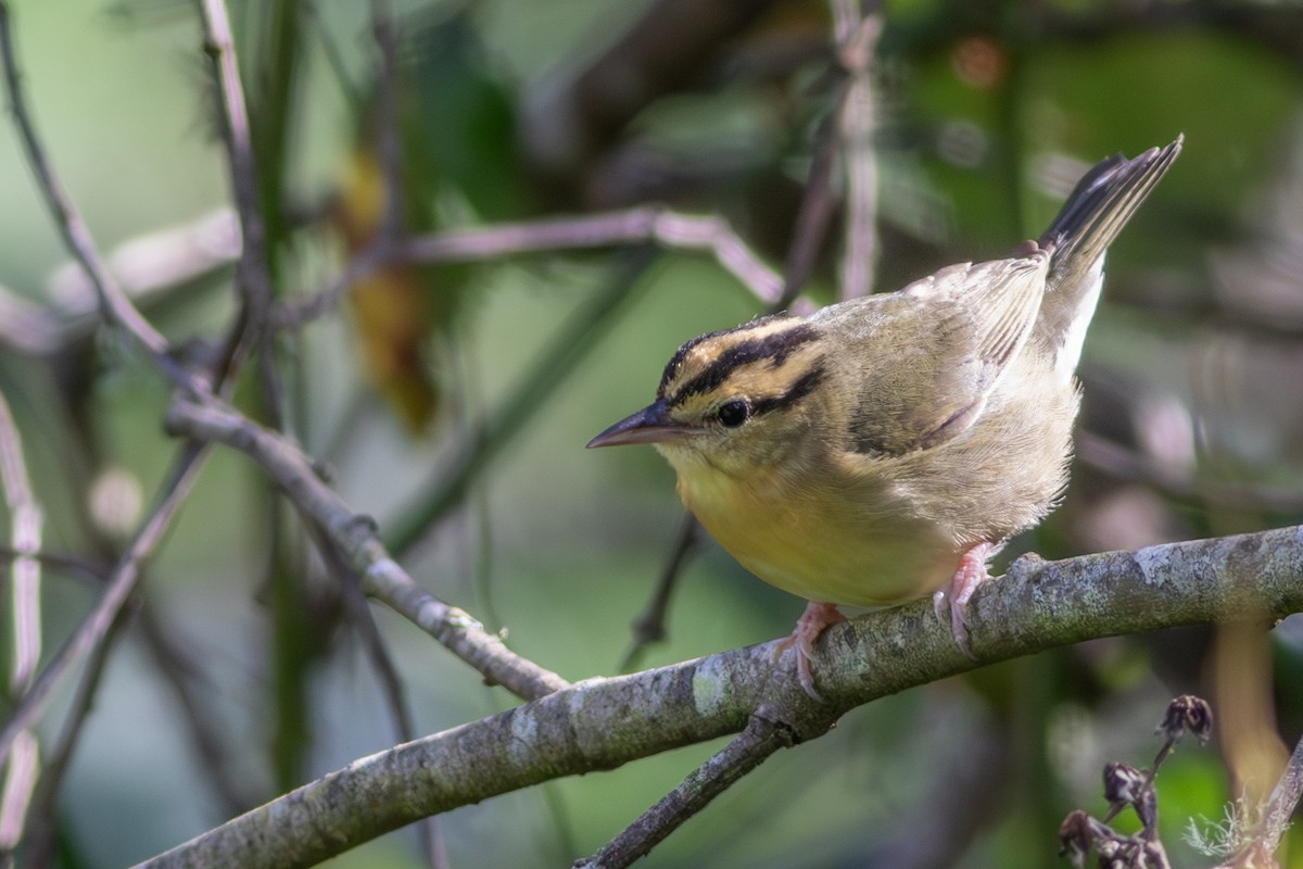 Worm-eating Warbler - ML614721103