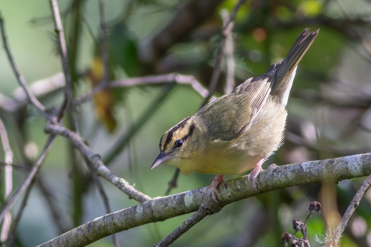 Worm-eating Warbler - ML614721104