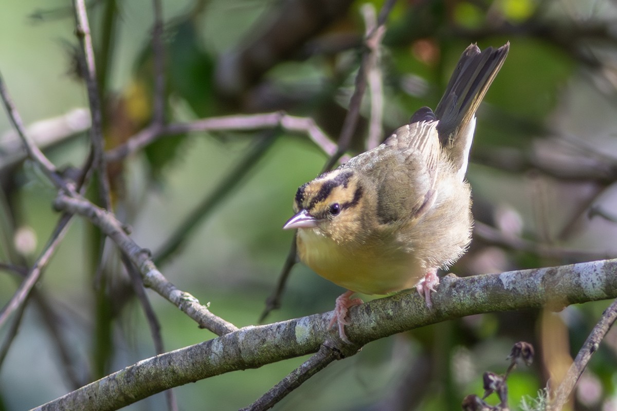 Worm-eating Warbler - ML614721107