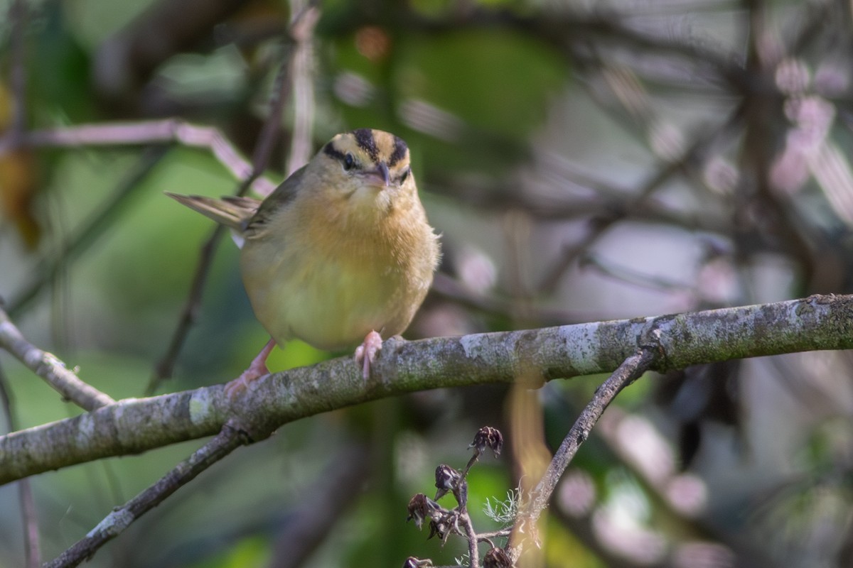 Worm-eating Warbler - ML614721108