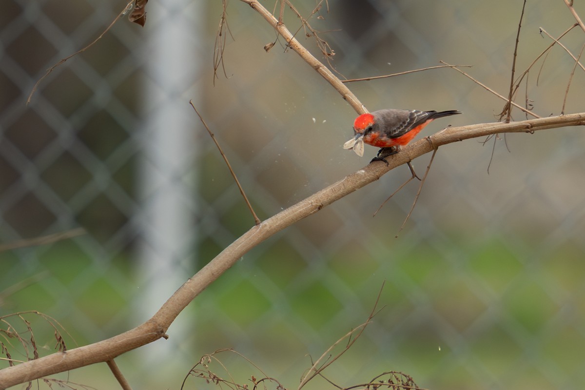 Vermilion Flycatcher - ML614721145