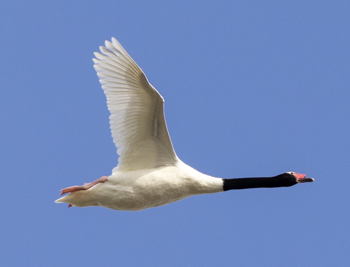 Black-necked Swan - ML614721176