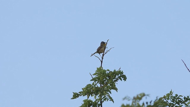 Gray-crowned Yellowthroat - ML614721187