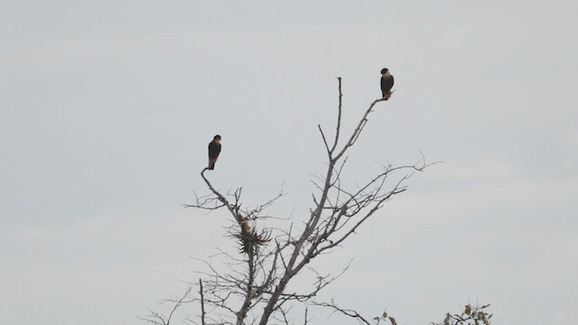 Bat Falcon - ML614721192