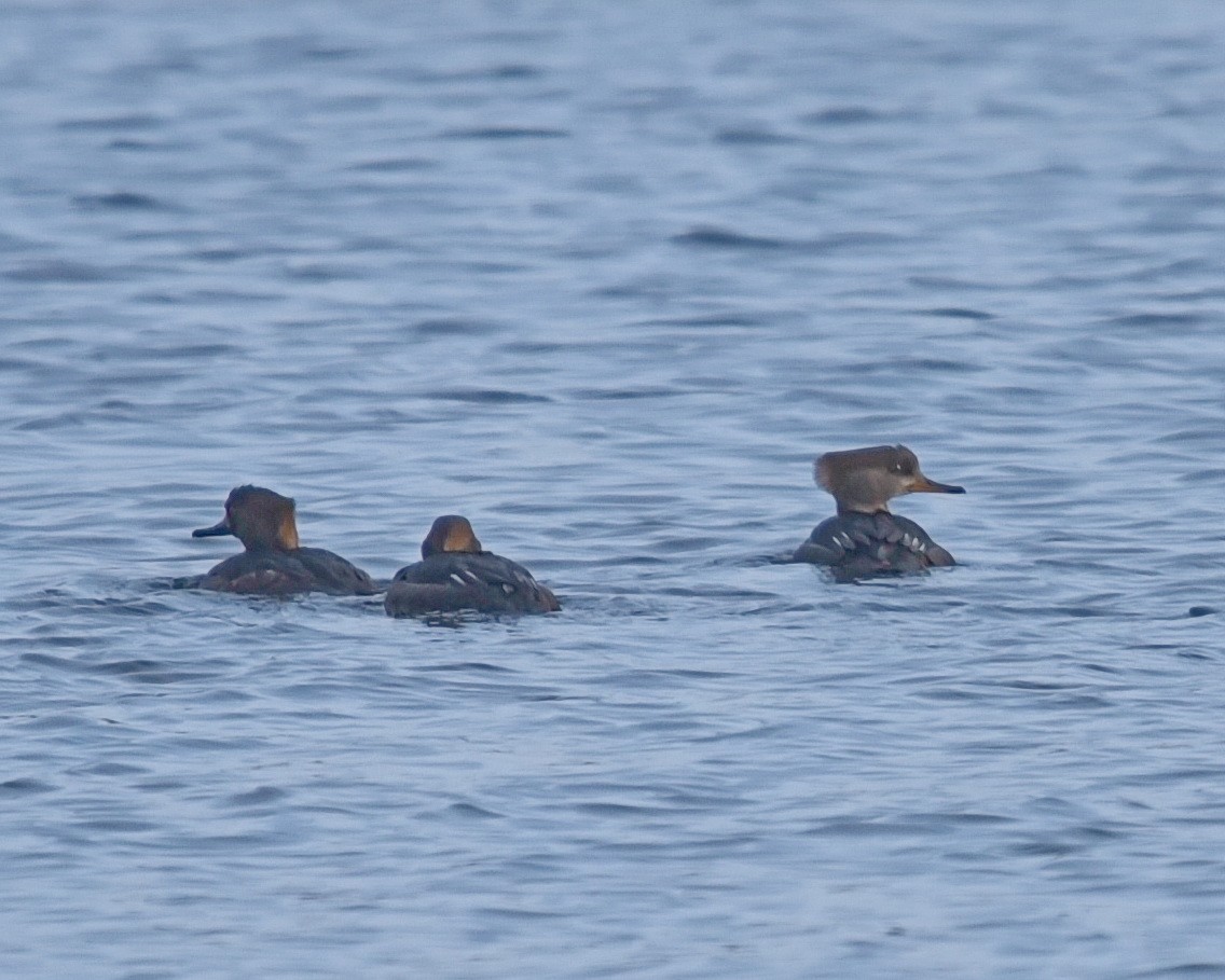 Hooded Merganser - ML614721269