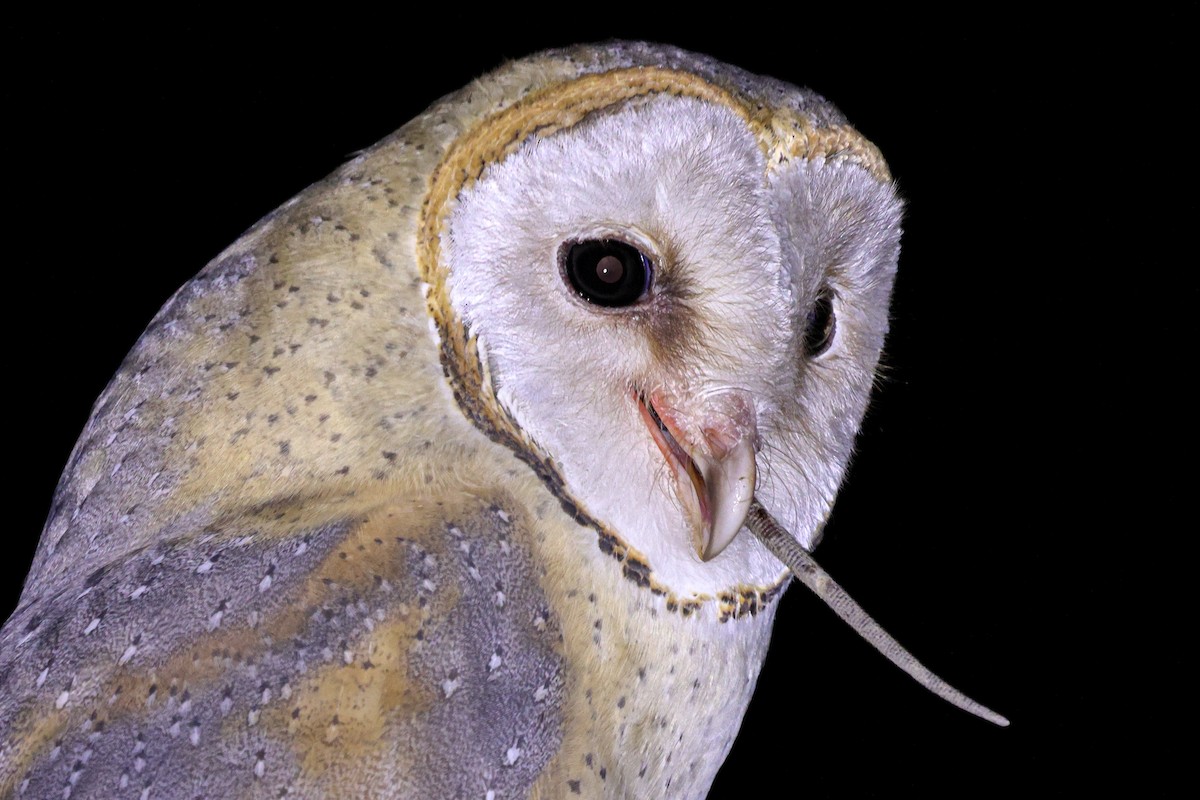 Barn Owl - ML614721322