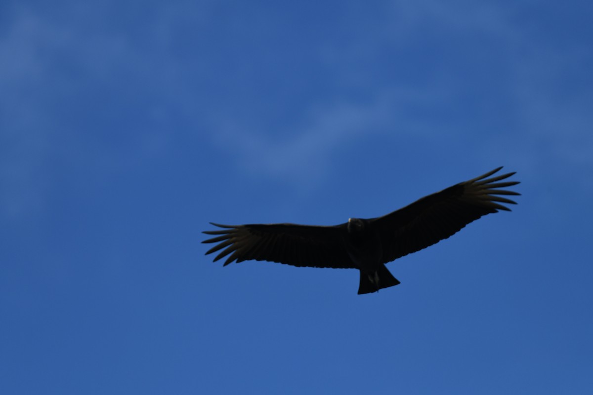 Black Vulture - ML614721339