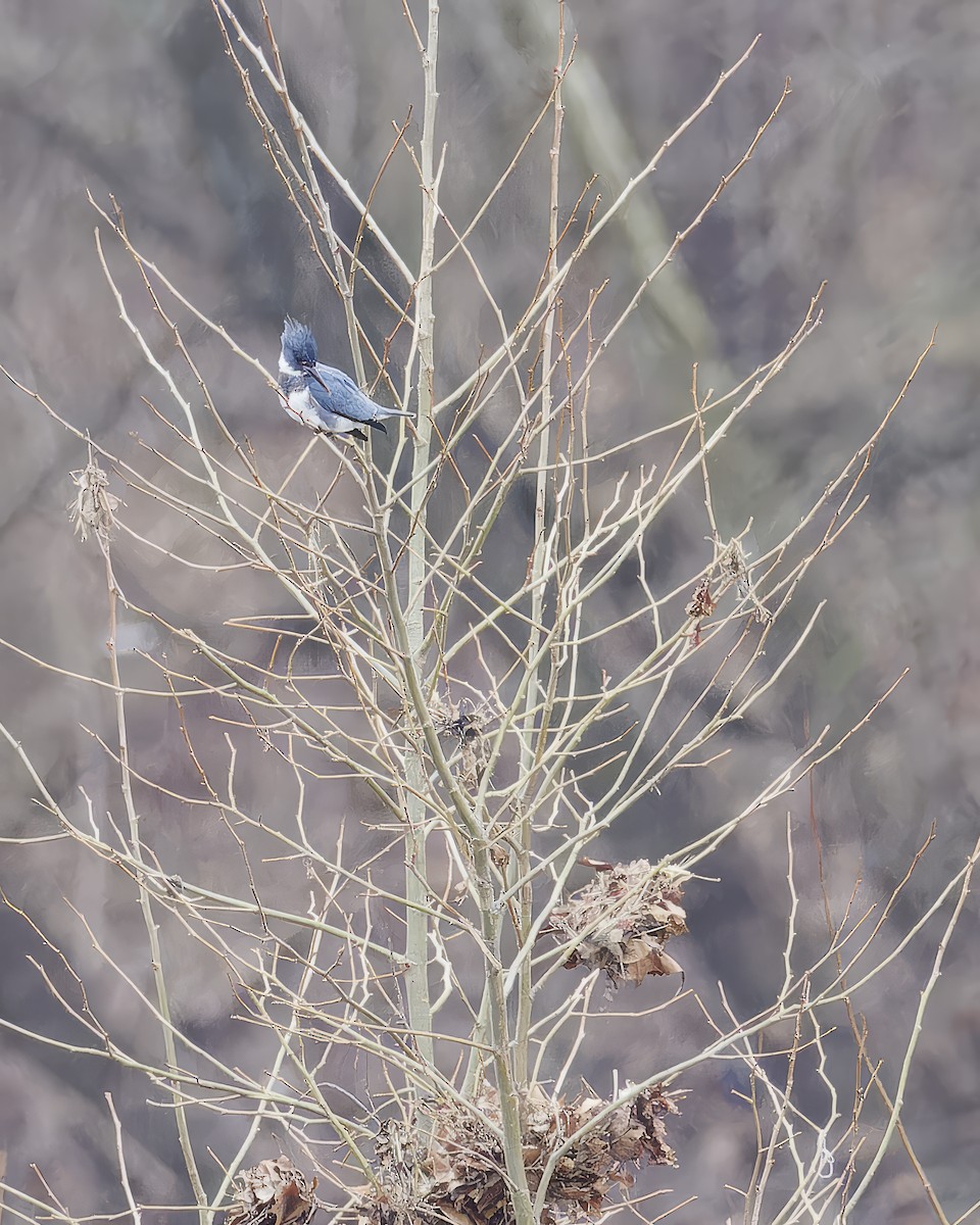 Belted Kingfisher - ML614721355