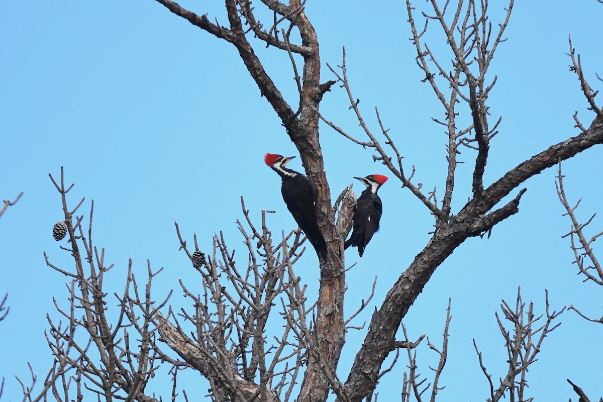 Pileated Woodpecker - joe demko