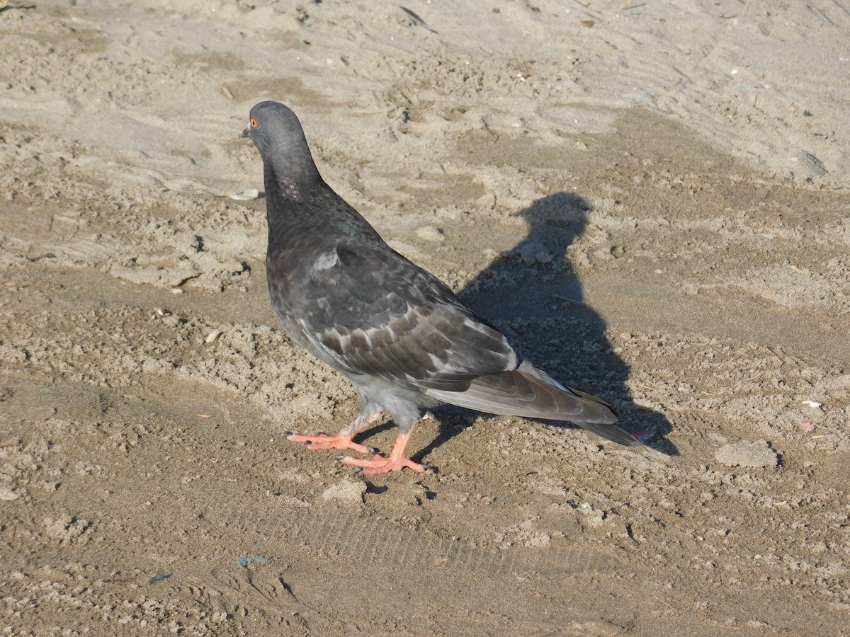 Rock Pigeon (Feral Pigeon) - ML614721390