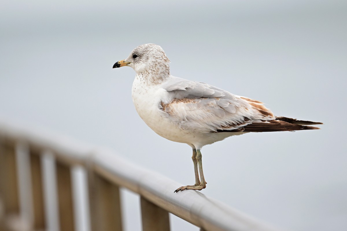 Ring-billed Gull - ML614721478