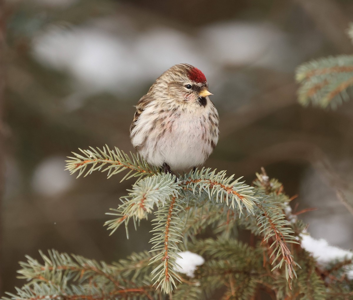 Common Redpoll - ML614721528