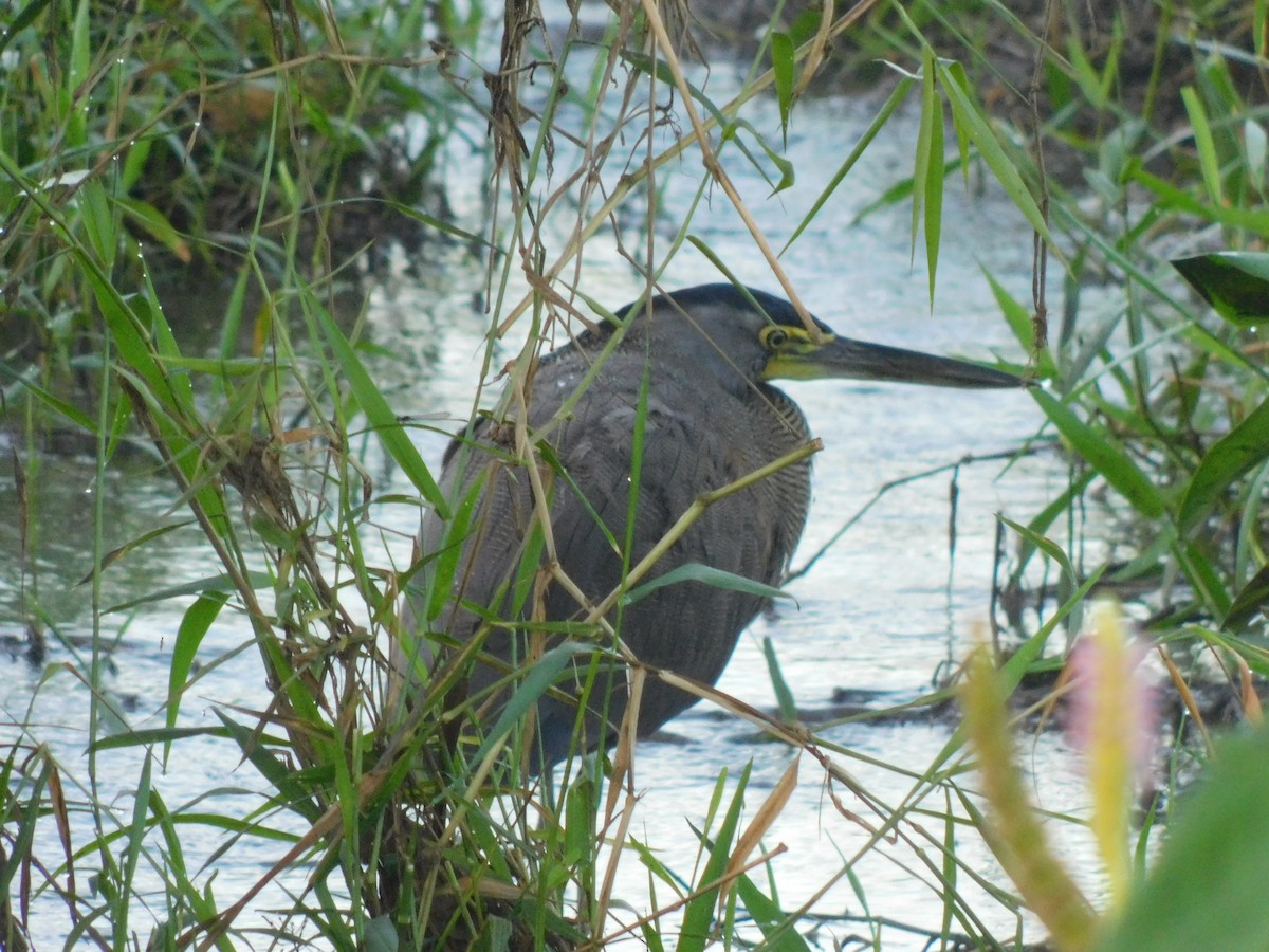 Bare-throated Tiger-Heron - ML614721549