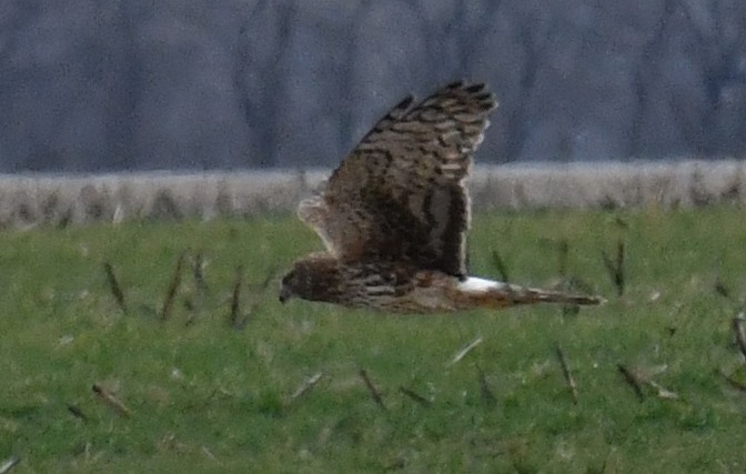 Northern Harrier - Richard Connors