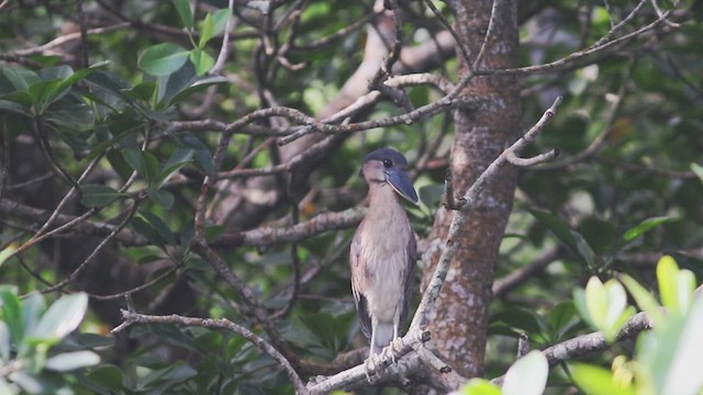 Boat-billed Heron - ML614721702