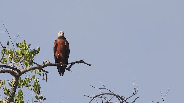 Black-collared Hawk - ML614721710