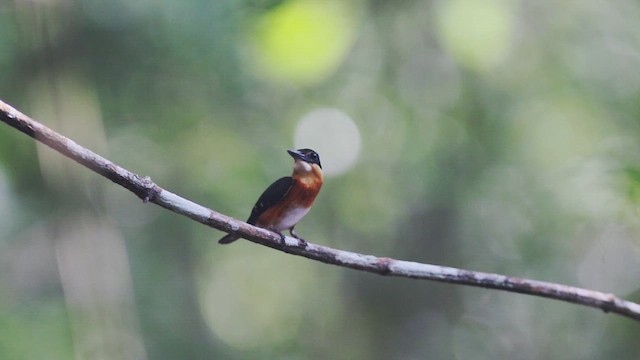American Pygmy Kingfisher - ML614721729