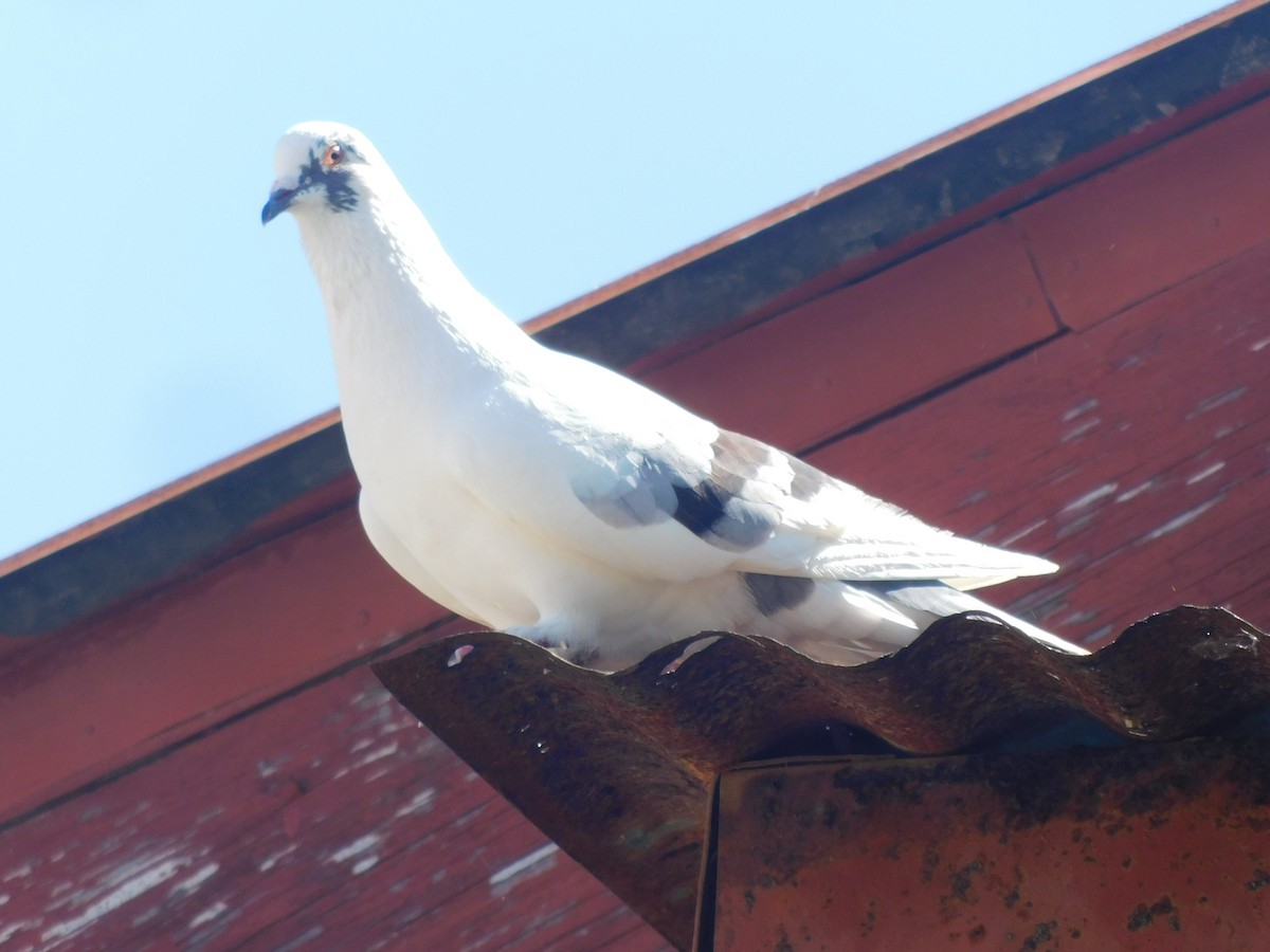 Сизый голубь (Одомашненного типа) - ML614721771