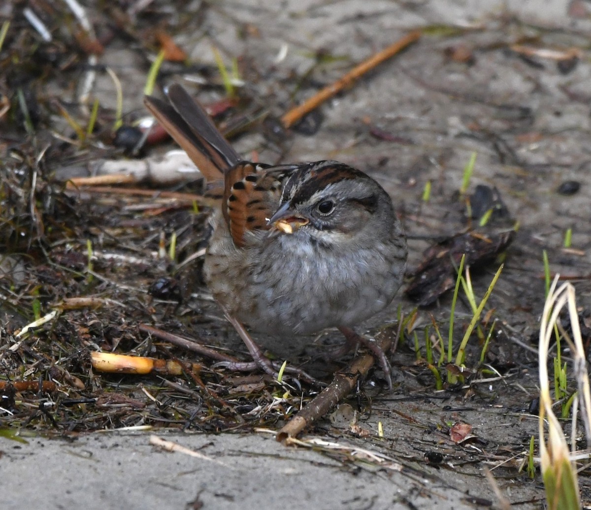 Swamp Sparrow - ML614721865