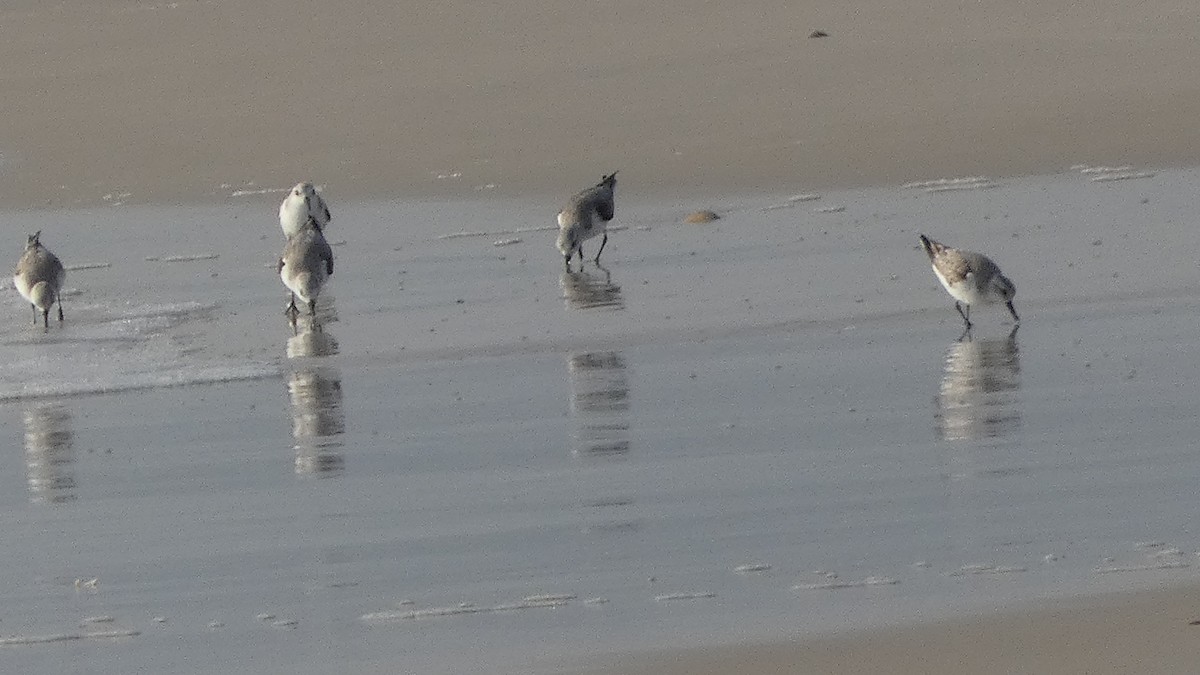 Sanderling - Lynn Hollerman