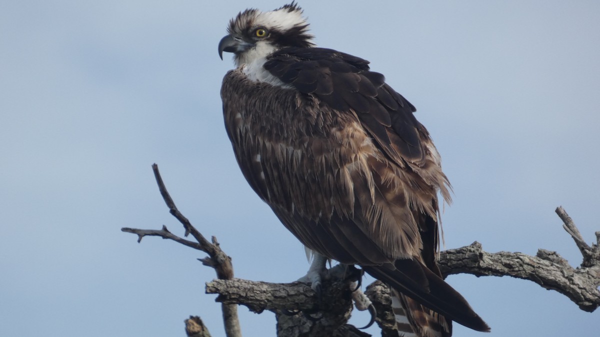 Osprey - ML614721922