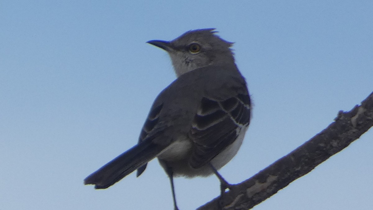 Northern Mockingbird - ML614721930