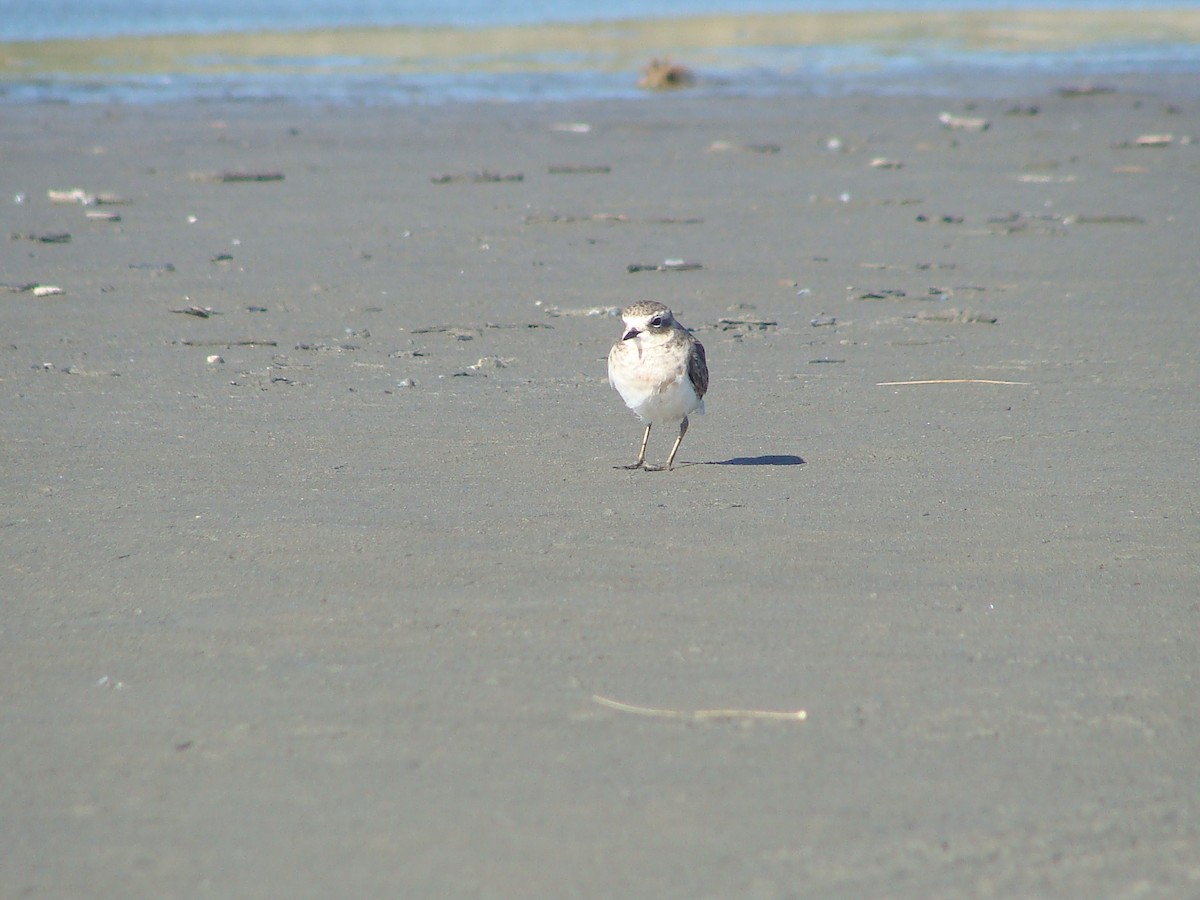 Double-banded Plover - ML614721938