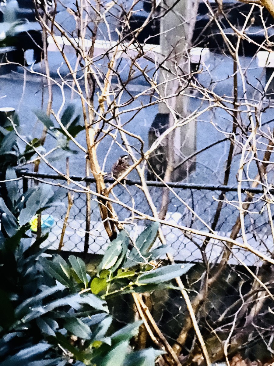 White-throated Sparrow - ML614721949