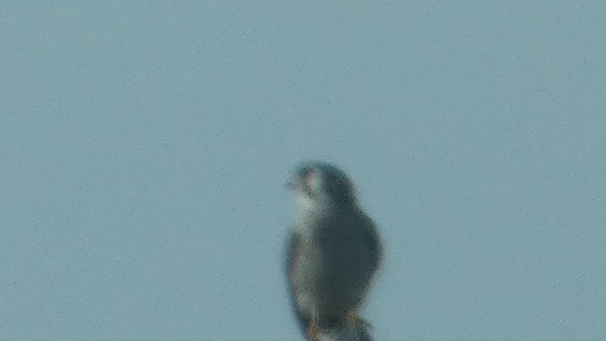 American Kestrel - ML614721964