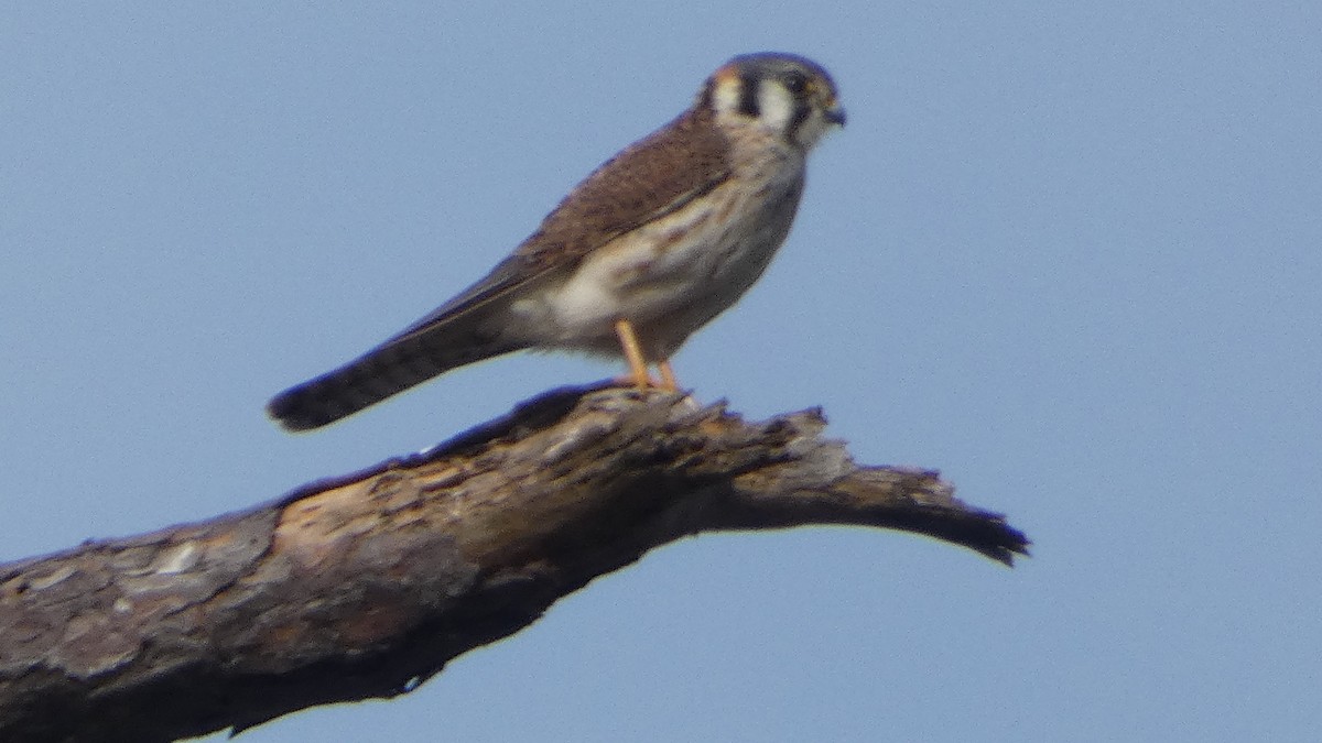 American Kestrel - ML614721965