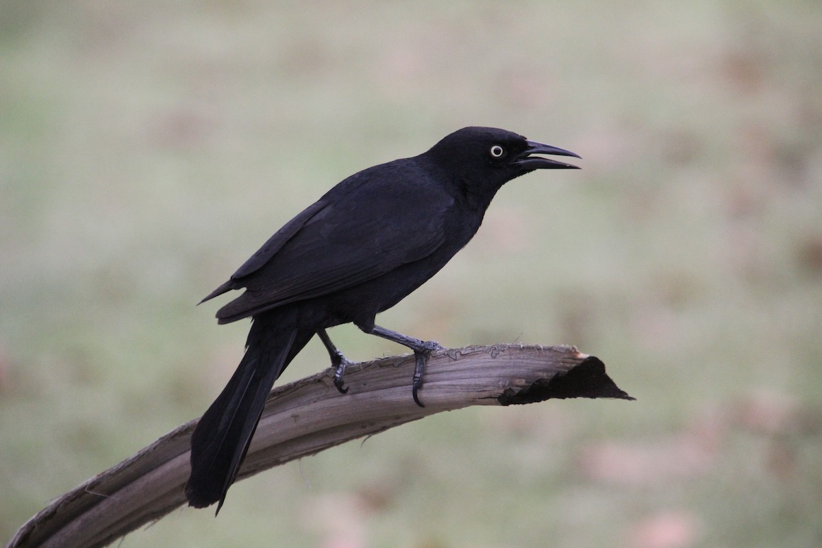 Greater Antillean Grackle - ML614721982